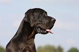 DOGUE ALLEMAND 281